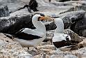 3531 Nazca booby